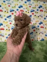 Penny , a female Poodle - Toy  for sale in Laurel, MS – Photo 6 of 7