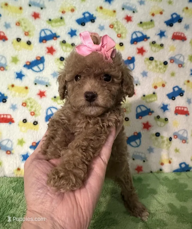 Penny  – Poodle - Toy  puppy for sale in Laurel, MS