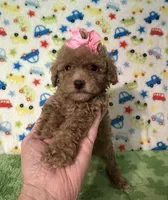 Penny , a female Poodle - Toy  for sale in Laurel, MS – Photo 1 of 7