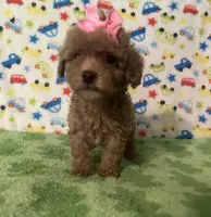 Penny , a female Poodle - Toy  for sale in Laurel, MS – Photo 3 of 7