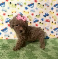 Penny , a female Poodle - Toy  for sale in Laurel, MS – Photo 4 of 7