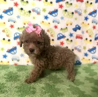 Penny , a female Poodle - Toy  for sale in Laurel, MS – Photo 7 of 7