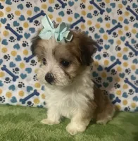 Dolly , a female Maltese and Morkie for sale in Laurel, MS – 5 of 10