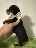 Sammy, a male Yorkshire Terrier for sale in Laurel, MS – 7 of 10