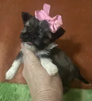 Tippy , a female Yorkshire Terrier for sale in Laurel, MS – 6 of 9
