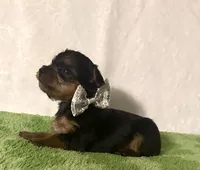 Sammy, a male Yorkshire Terrier for sale in Laurel, MS – 10 of 10