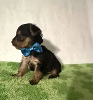 Scout, a male Yorkshire Terrier for sale in Laurel, MS – 5 of 9