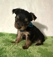 Scout, a male Yorkshire Terrier for sale in Laurel, MS – 3 of 9