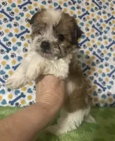 Dinky , a male Maltese and Morkie for sale in Laurel, MS – 6 of 7