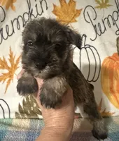 Joey , a male Miniature Schnauzer for sale in Laurel, MS – 1 of 5