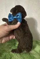 Theo, a male Poodle - Toy  for sale in Laurel, MS – 7 of 7
