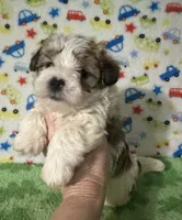 Frankie , a male Morkie for sale in Laurel, MS – 3 of 8