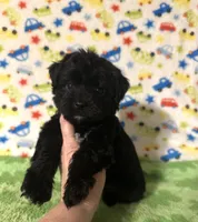 Milo , a female Morkie for sale in Laurel, MS – 6 of 7