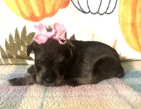 Paisley , a female Miniature Schnauzer for sale in Laurel, MS – 3 of 8