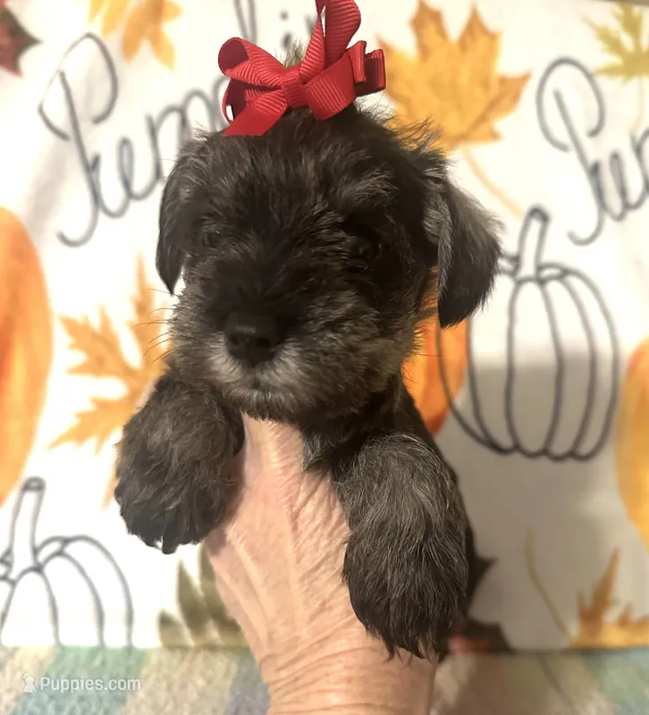 Tilly – Miniature Schnauzer puppy for sale in Laurel, MS