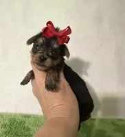 Sadie , a female Yorkshire Terrier for sale in Laurel, MS – 4 of 7