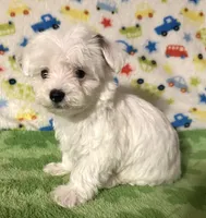 Meeko, a male Morkie for sale in Laurel, MS – 2 of 8