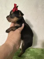 Sadie , a female Yorkshire Terrier for sale in Laurel, MS – 7 of 7
