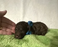Theo, a male Poodle - Toy  for sale in Laurel, MS – 3 of 7
