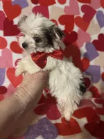 Beau, a male Yorkshire Terrier for sale in Laurel, MS – Photo 5 of 5