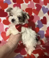 Beau, a male Yorkshire Terrier for sale in Laurel, MS – Photo 3 of 5