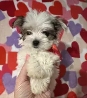 Beau, a male Yorkshire Terrier for sale in Laurel, MS – Photo 1 of 5