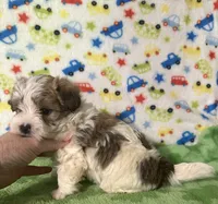 Frankie , a male Morkie for sale in Laurel, MS – 4 of 8