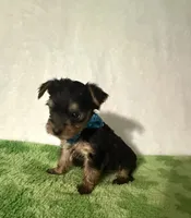 Scout, a male Yorkshire Terrier for sale in Laurel, MS – 9 of 9