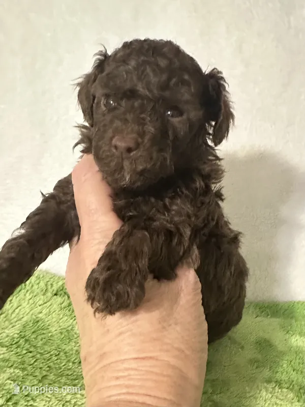 Tiny – Poodle - Toy  puppy for sale in Laurel, MS