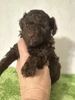 Tiny, a male Poodle - Toy  for sale in Laurel, MS – 1 of 7