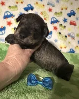 Jett, a male Miniature Schnauzer for sale in Laurel, MS – Photo 5 of 7