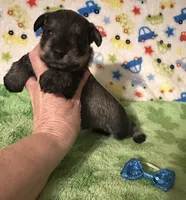 Jett, a male Miniature Schnauzer for sale in Laurel, MS – Photo 6 of 7