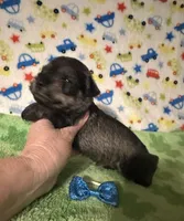 Jett, a male Miniature Schnauzer for sale in Laurel, MS – Photo 4 of 7