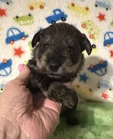 Jett, a male Miniature Schnauzer for sale in Laurel, MS – Photo 2 of 7