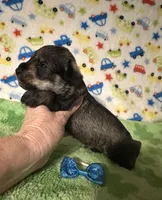 Jett, a male Miniature Schnauzer for sale in Laurel, MS – Photo 7 of 7