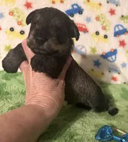 Jett, a male Miniature Schnauzer for sale in Laurel, MS – Photo 3 of 7