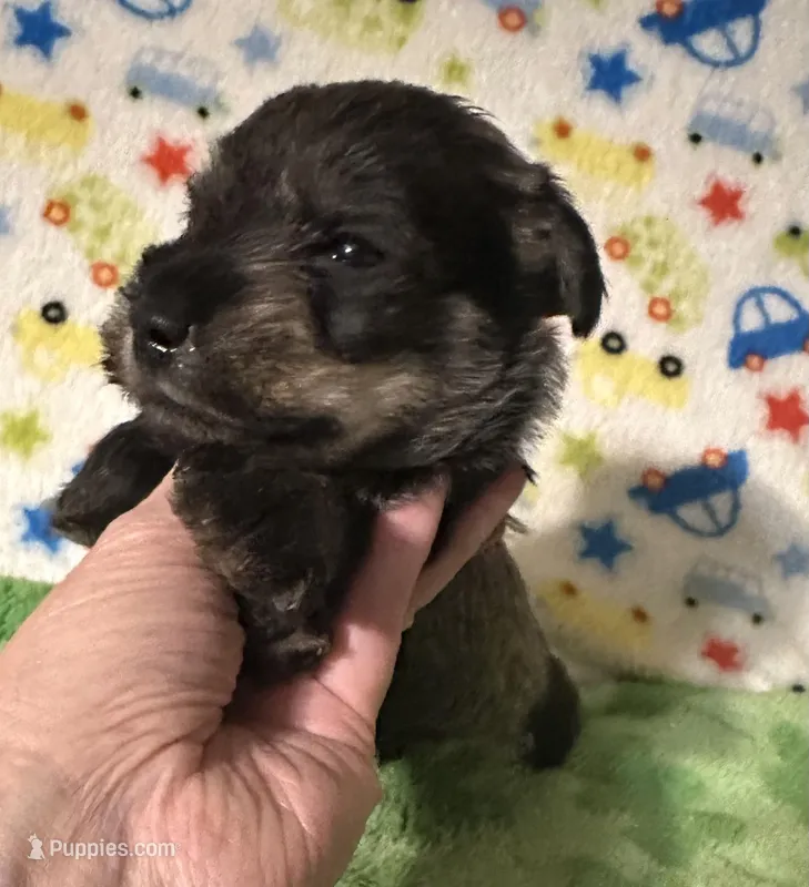 Jett – Miniature Schnauzer puppy on hold in Laurel, MS