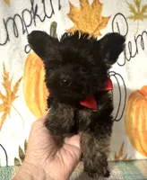 Major , a male Yorkshire Terrier for sale in Laurel, MS – 5 of 6