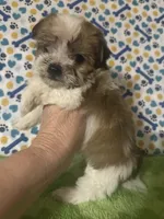Dinky , a male Maltese and Morkie for sale in Laurel, MS – 2 of 7