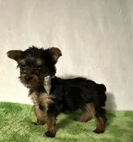 Sammy, a male Yorkshire Terrier for sale in Laurel, MS – 6 of 10