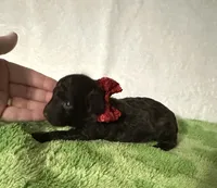 Teddy, a male Poodle - Toy  for sale in Laurel, MS – 4 of 5