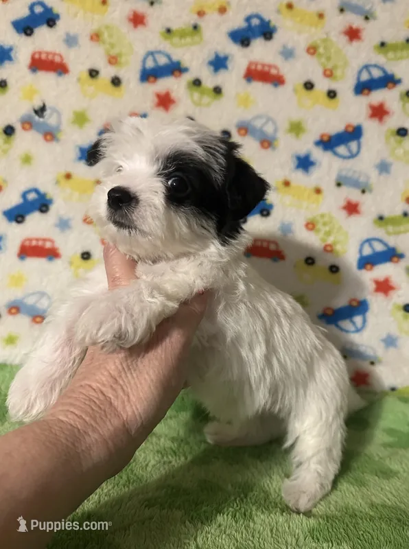 Maverick  – Morkie puppy for sale in Laurel, MS