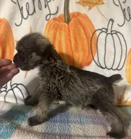 Joey , a male Miniature Schnauzer for sale in Laurel, MS – 3 of 5