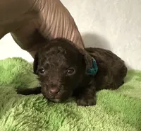 Theo, a male Poodle - Toy  for sale in Laurel, MS – 5 of 7