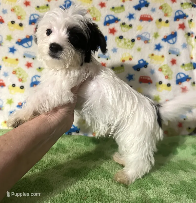 Maverick  – Morkie puppy for sale in Laurel, MS