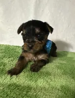 Scout, a male Yorkshire Terrier for sale in Laurel, MS – 3 of 10