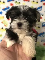 River, a male Yorkshire Terrier for sale in Laurel, MS – Photo 1 of 8