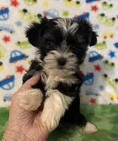 River, a male Yorkshire Terrier for sale in Laurel, MS – Photo 3 of 8