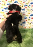 River, a male Yorkshire Terrier for sale in Laurel, MS – Photo 6 of 8