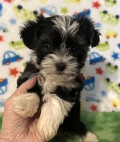 River, a male Yorkshire Terrier for sale in Laurel, MS – Photo 2 of 8